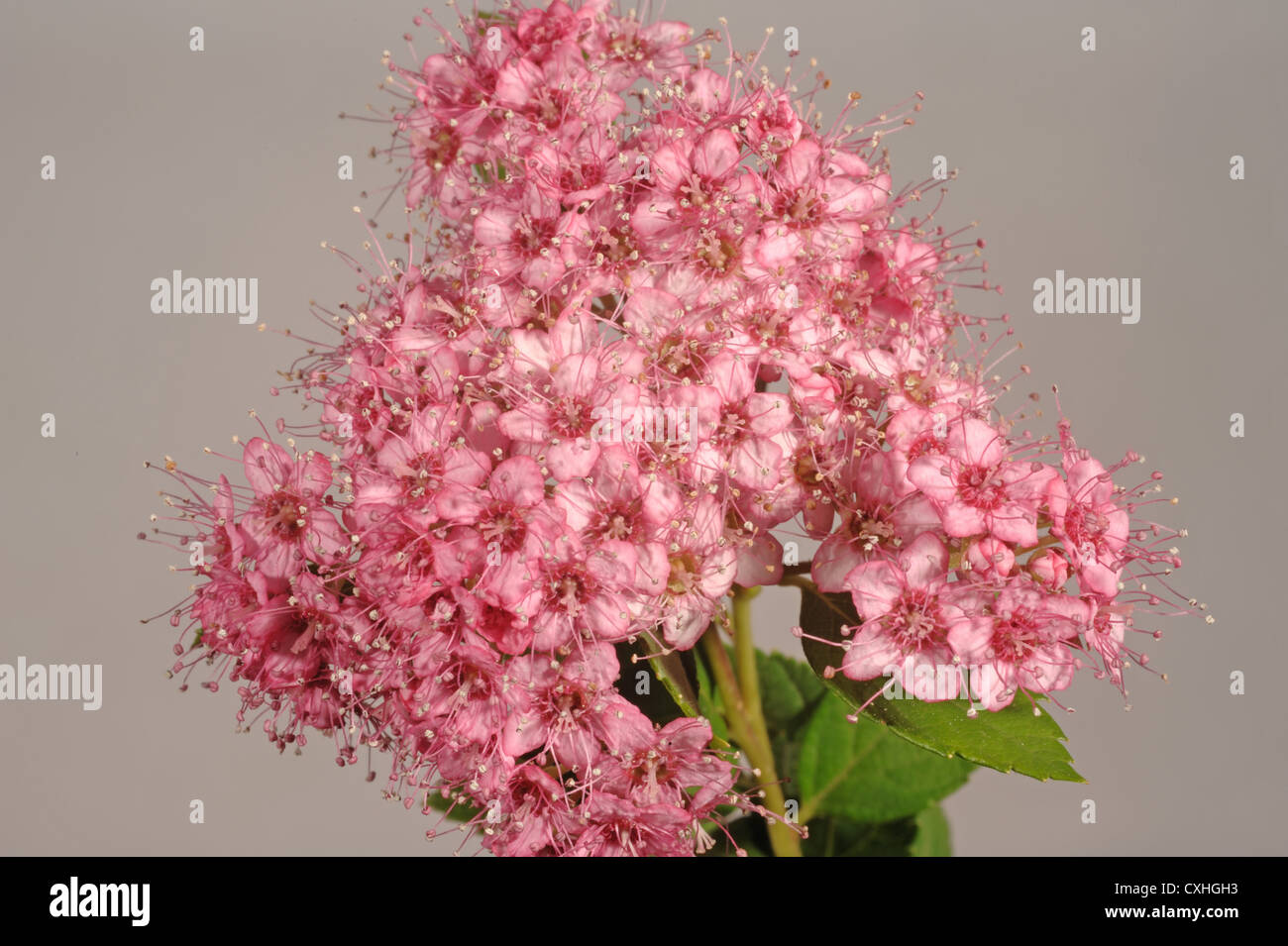 Flowers of garden shrub Spiraea japonica, pink flowers Stock Photo