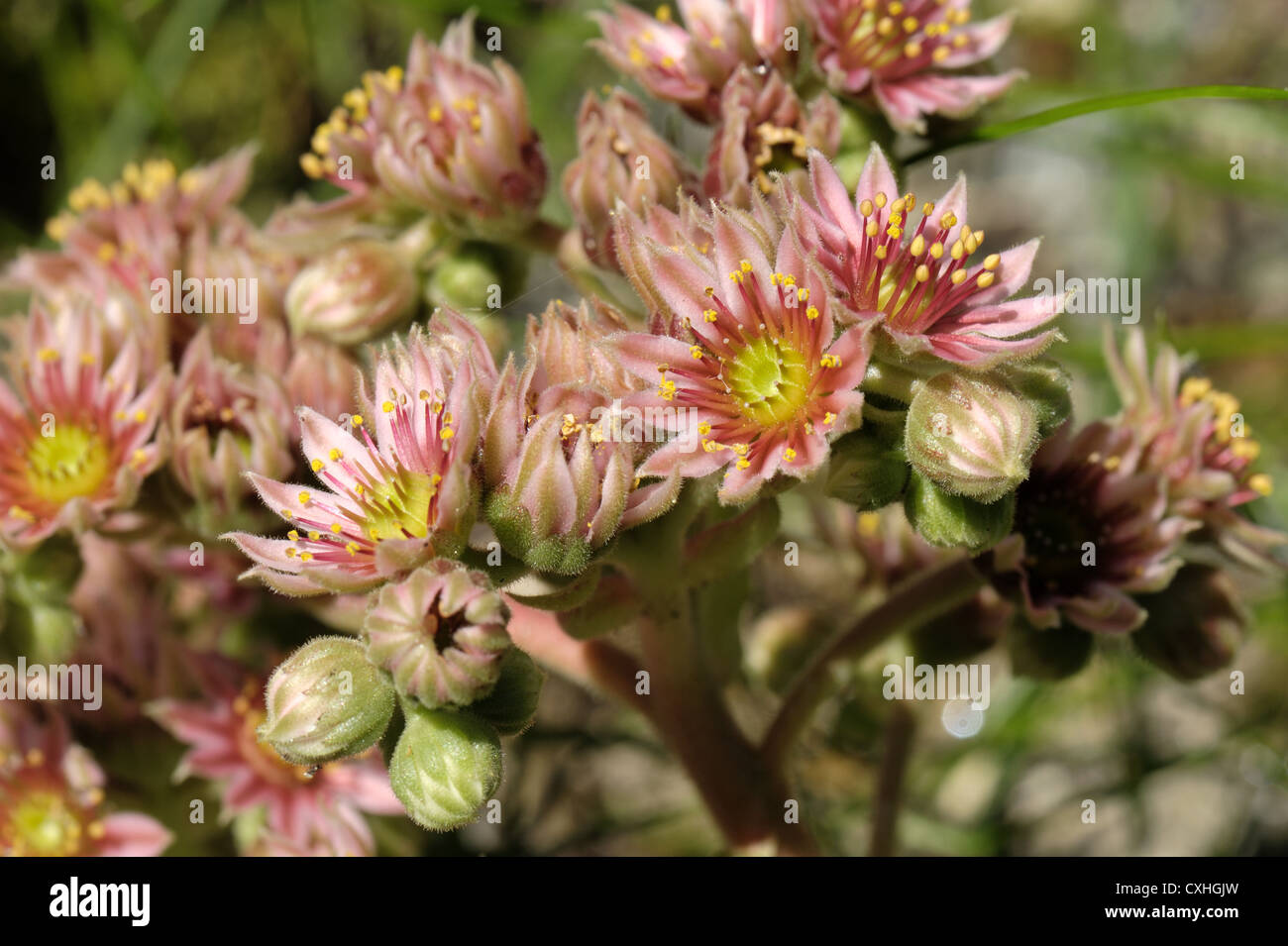 Houseleek (Sempervivum arachnoideum) flowers Stock Photo