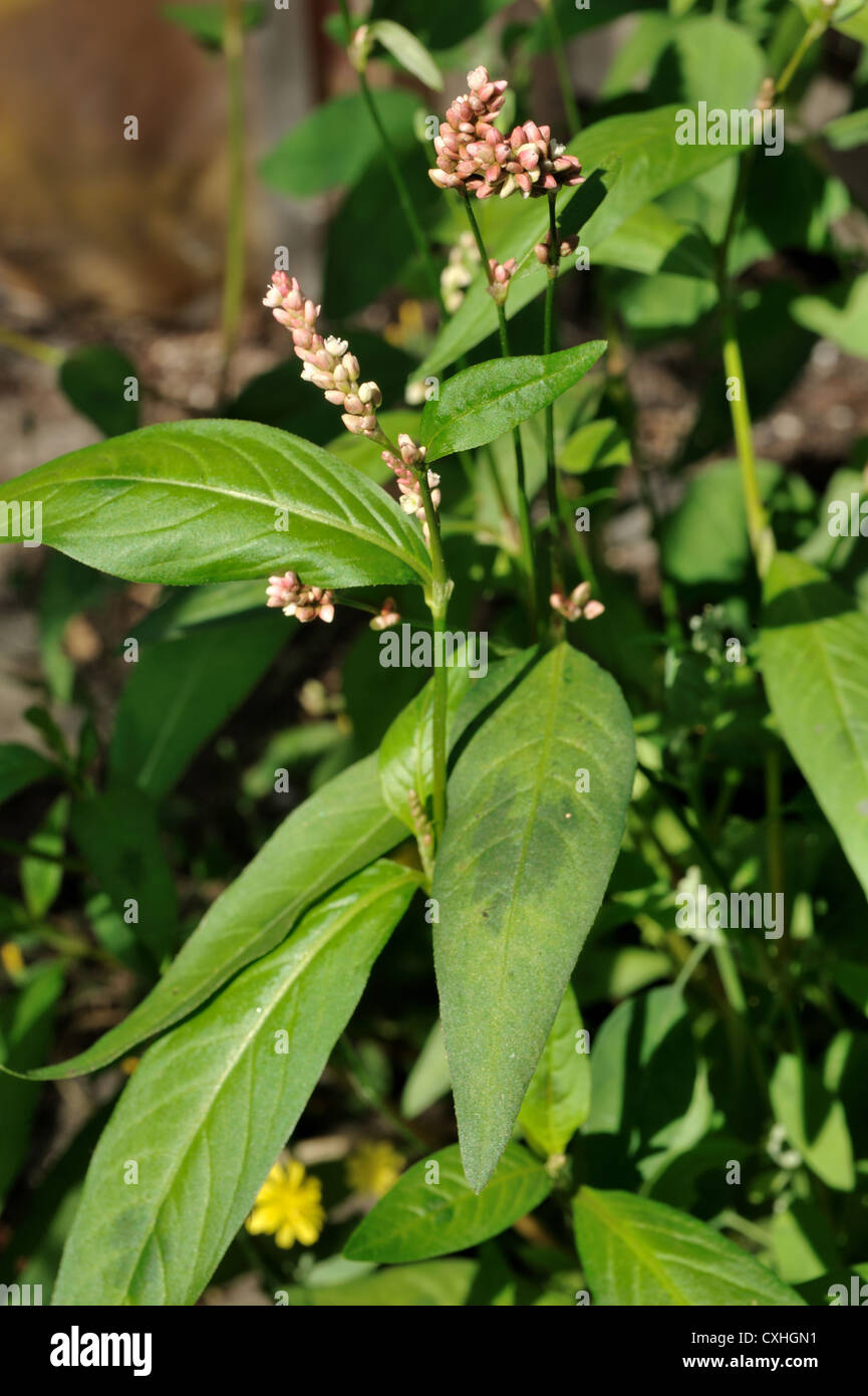 Redshank (Polygonum maculosa) flowers & leaves of a flowering plant Stock Photo