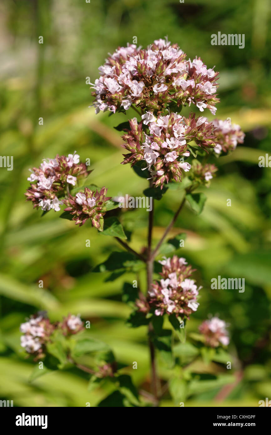 Flower of oregano or marjoram Origanum vulgare a garden grown herb Stock Photo Alamy