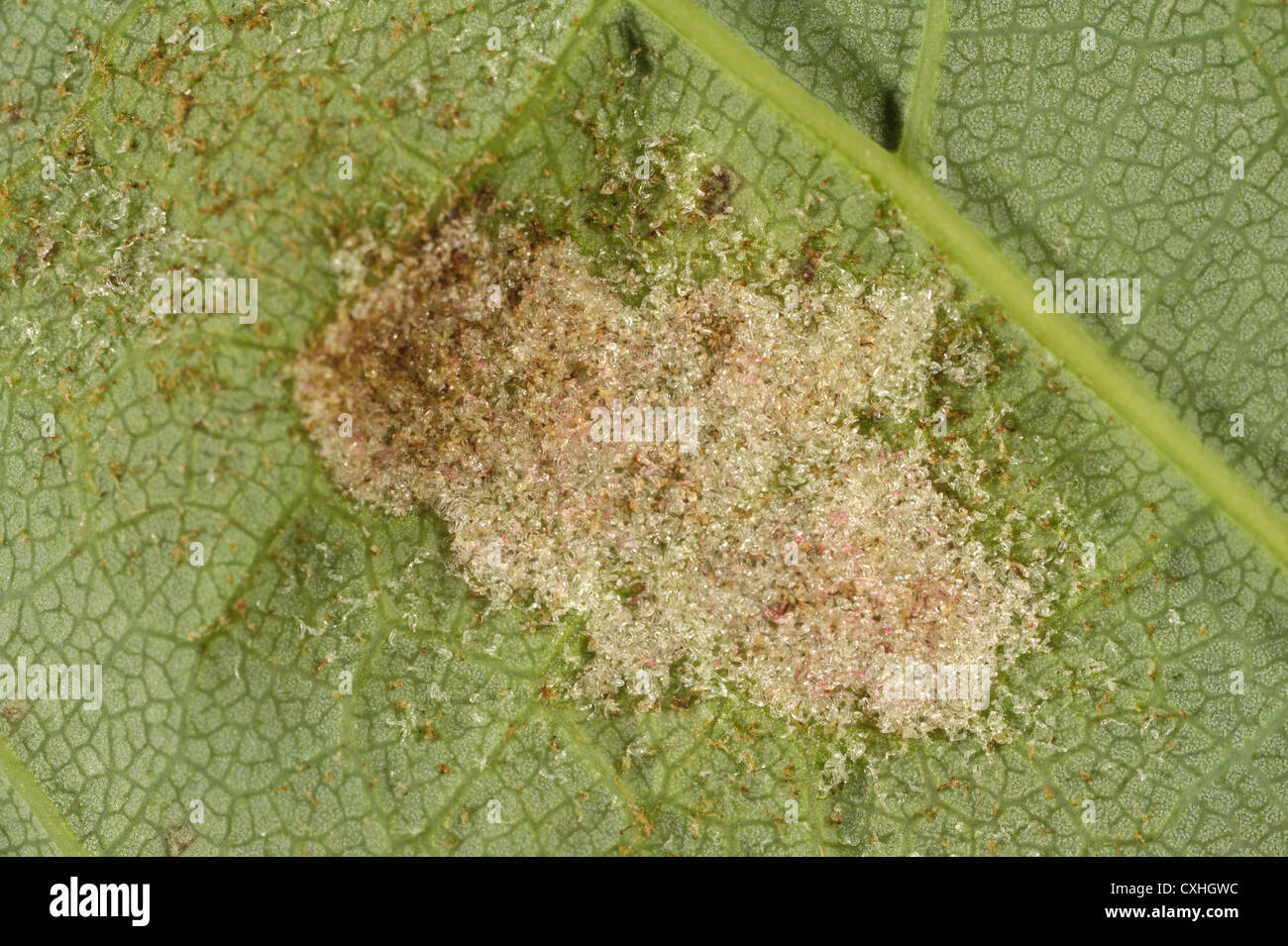 Hairy galls of an eriophyiid mite (Eriophyes sp.) on the underside of a sycamore leaf Stock Photo