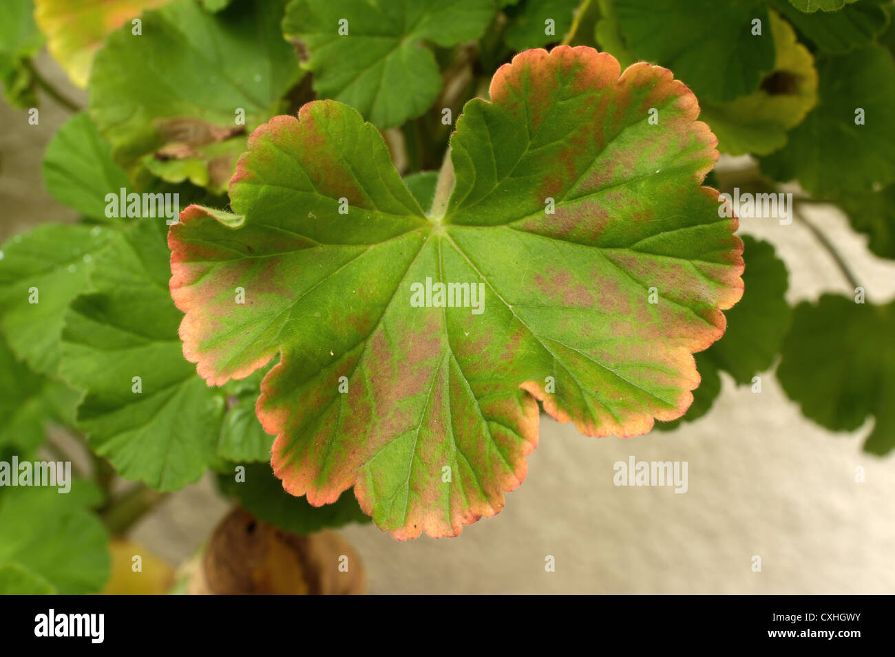 Single leaf redenning showing general deficiency on a container grown zonal pelargonium Stock Photo