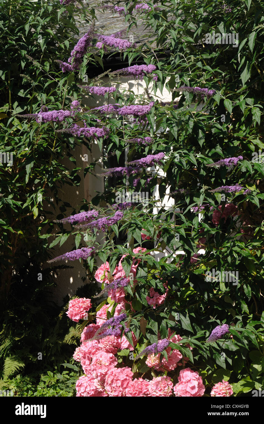 Buddliea davidii and pink hydrangea against a house wall Stock Photo