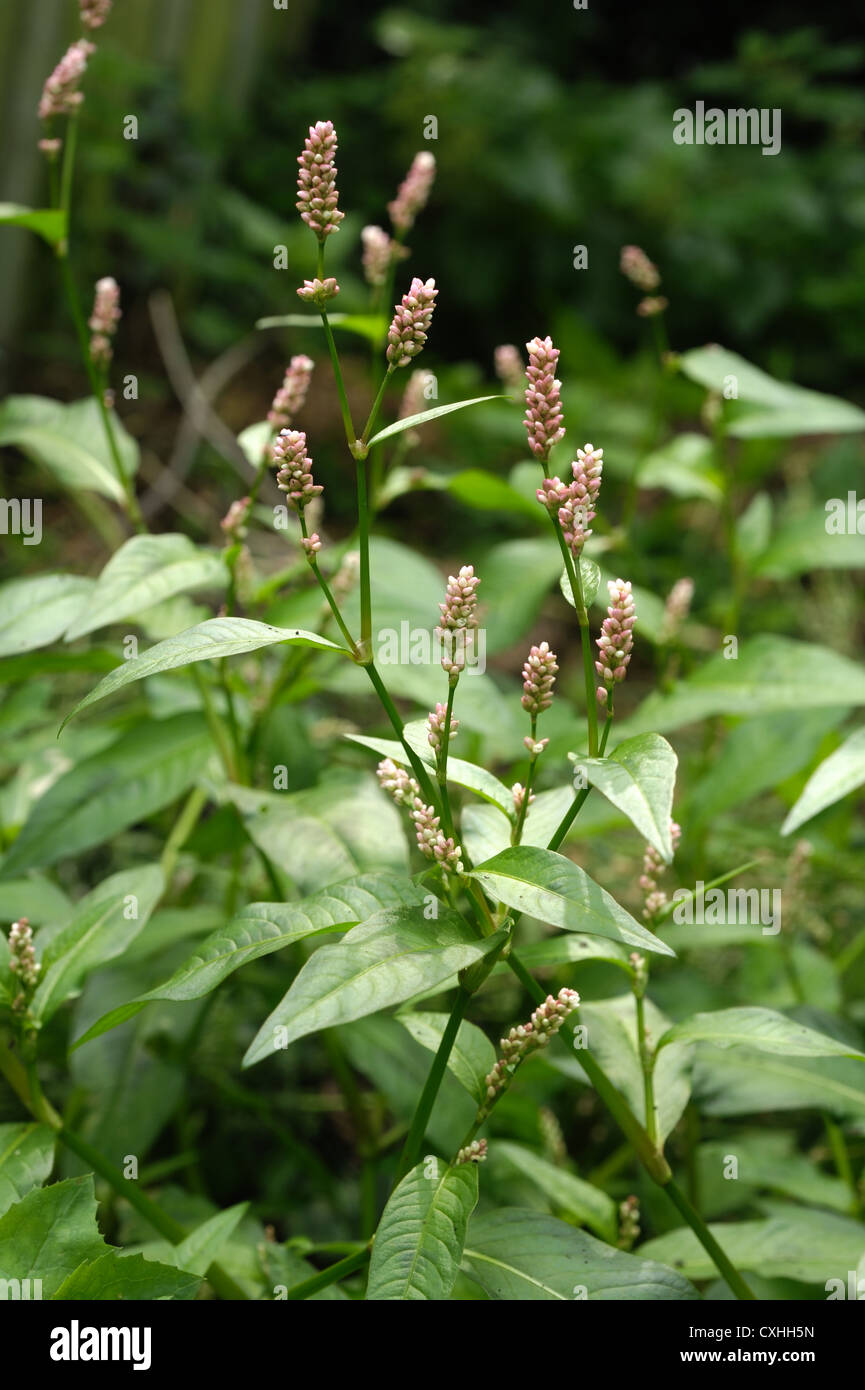 Redshank (Polygonum persicaria) flowers & leaves of a flowering plant Stock Photo