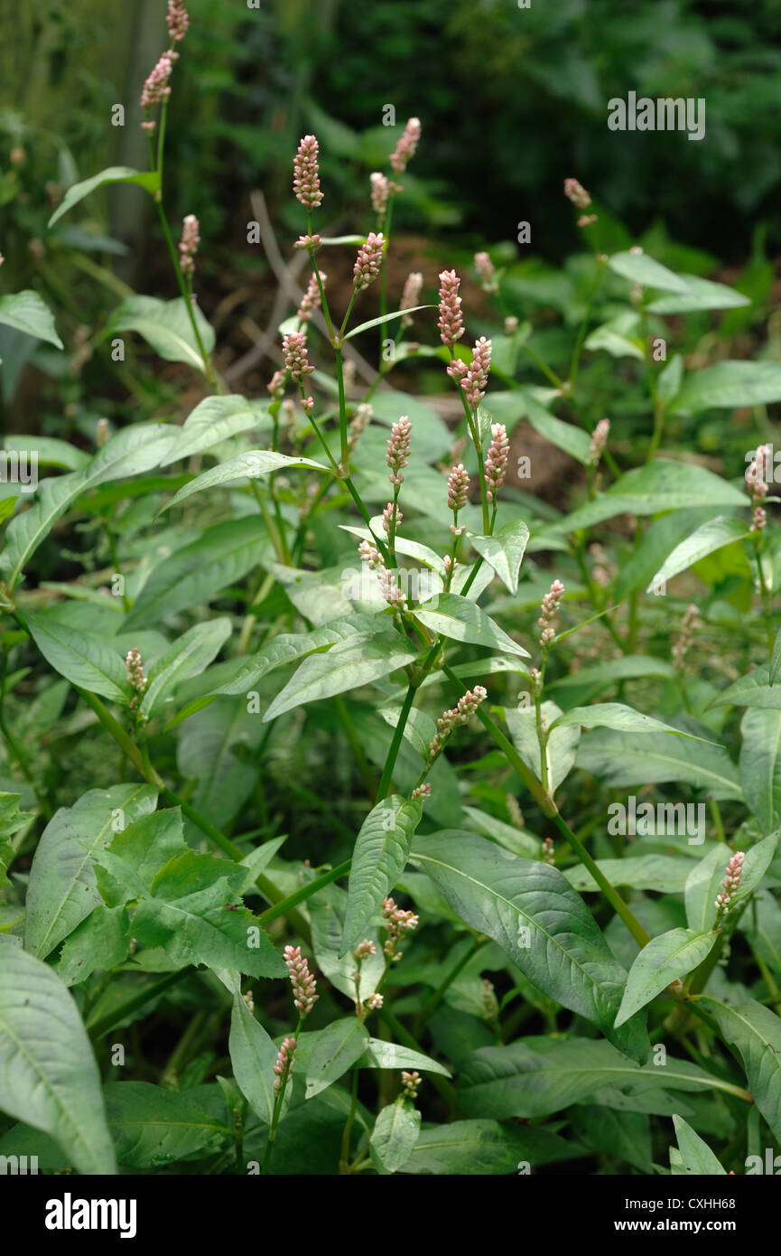 Redshank (Polygonum persicaria) flowers & leaves of a flowering plant Stock Photo