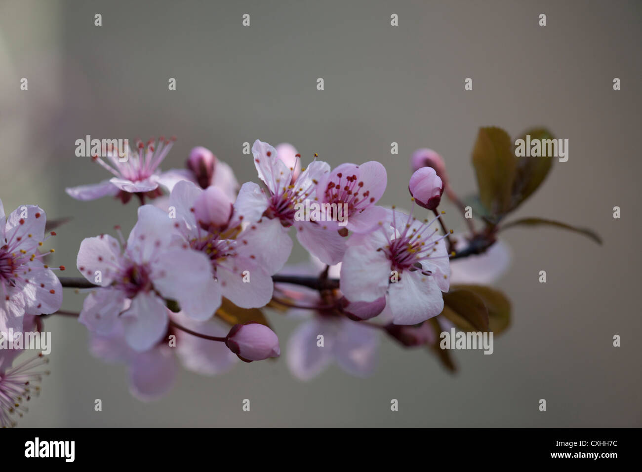 Prunus Pissardi Nigra tree in bloom Stock Photo - Alamy