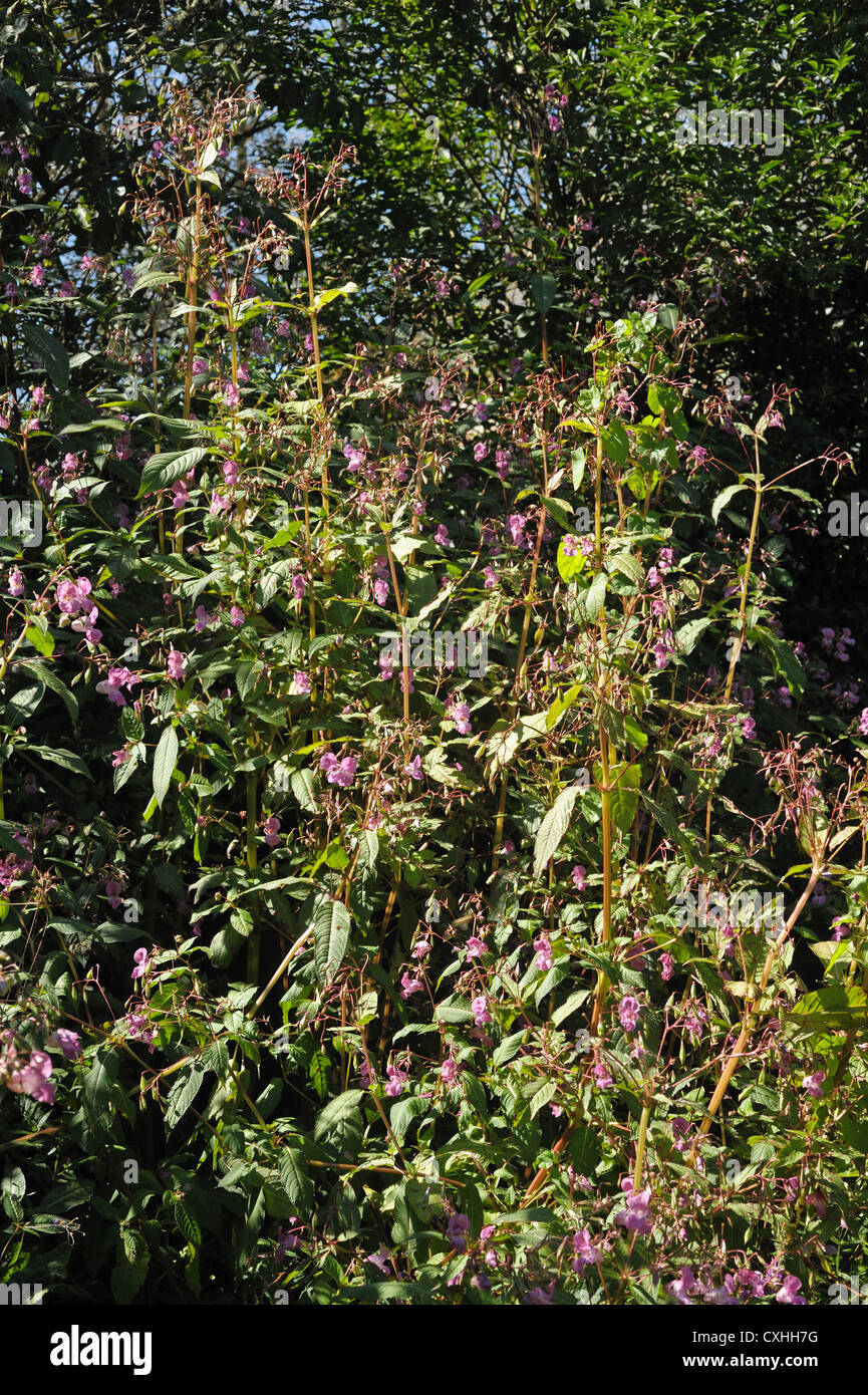 Himalayan balsam (Impatiens gladulifera) explosive seedpods and flowers of this invasive weed Stock Photo