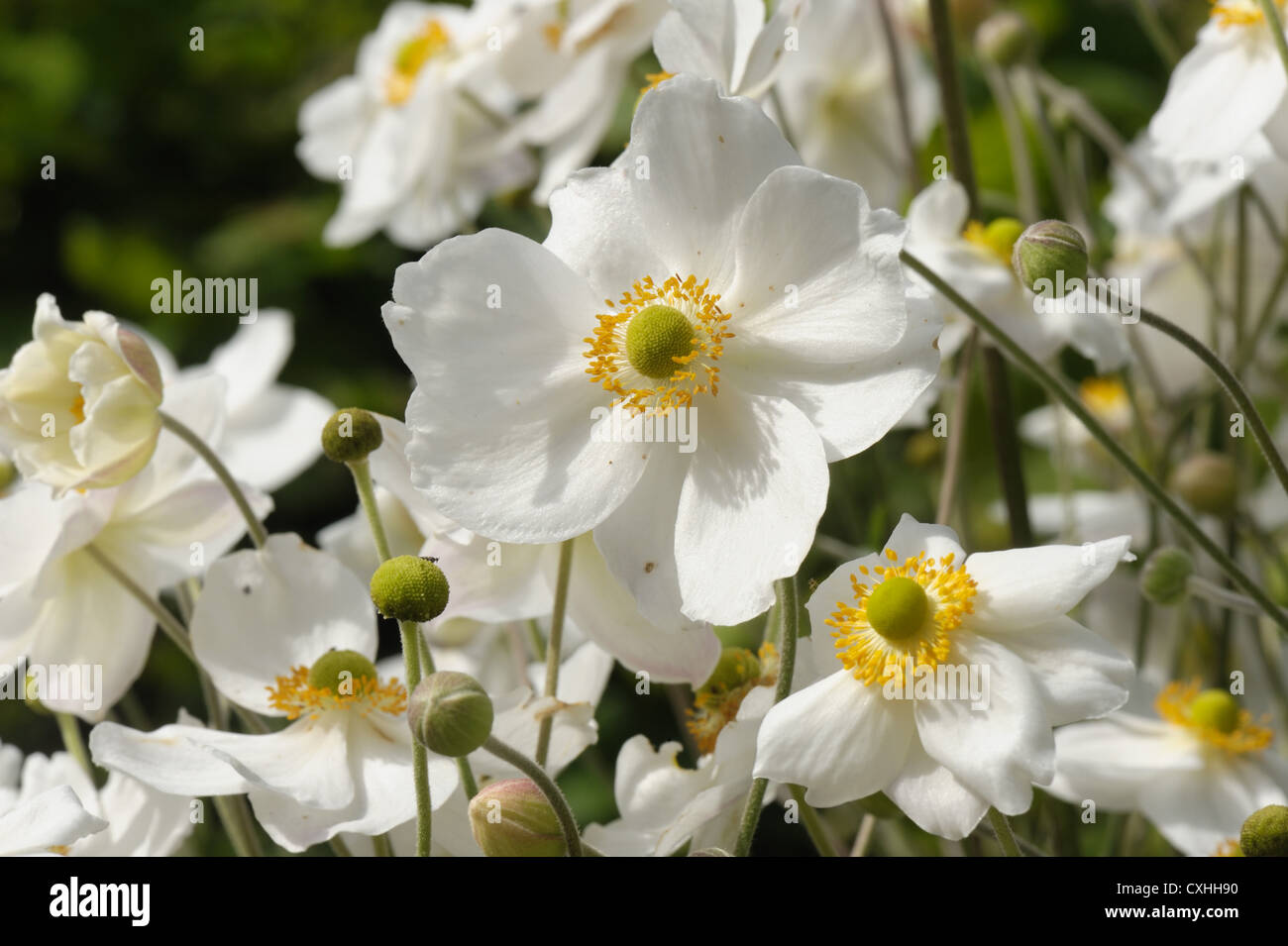 Anemone x hybrida 'Honorine Jobert' flowering plants Stock Photo