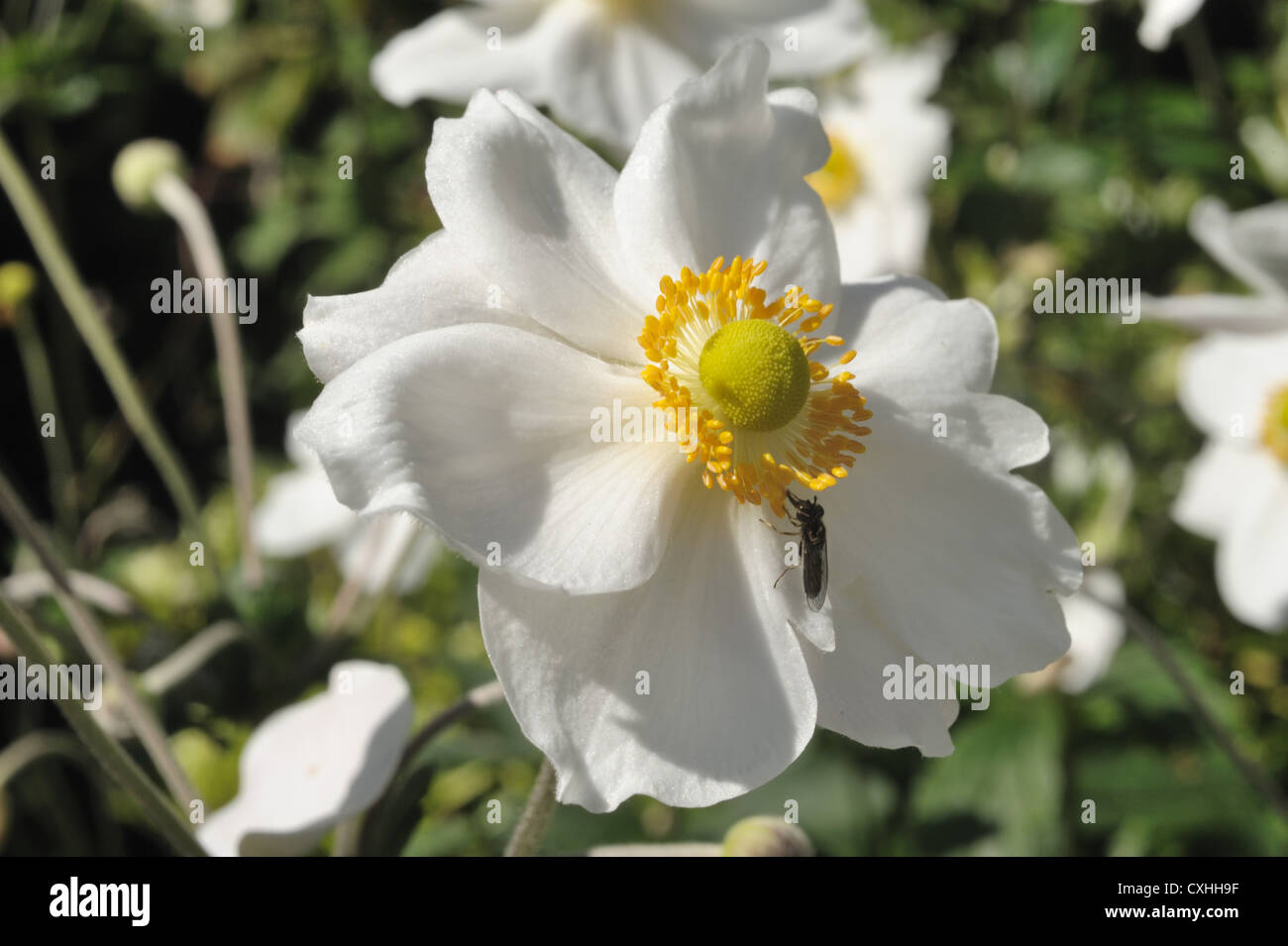 Anemone x hybrida 'Honorine Jobert' flower and hover-fly Stock Photo