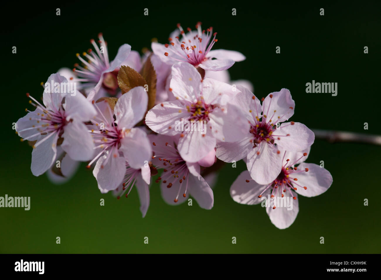 Prunus Pissardi Nigra tree in bloom Stock Photo - Alamy