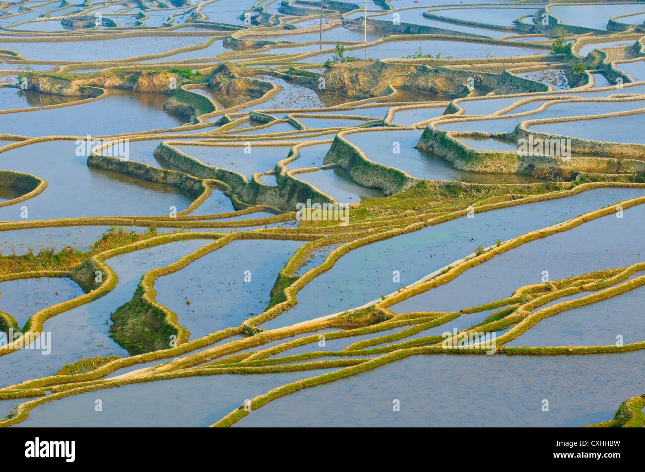 Yuanyang rice terraces hi-res stock photography and images - Alamy