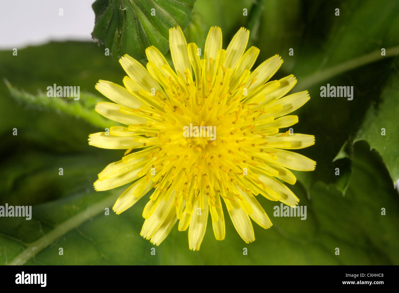 Smooth sow-thistle Sonchus oleraceus flower Stock Photo