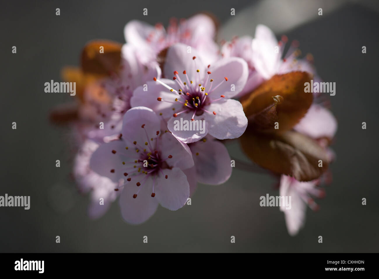 Prunus Pissardi Nigra tree in bloom Stock Photo - Alamy