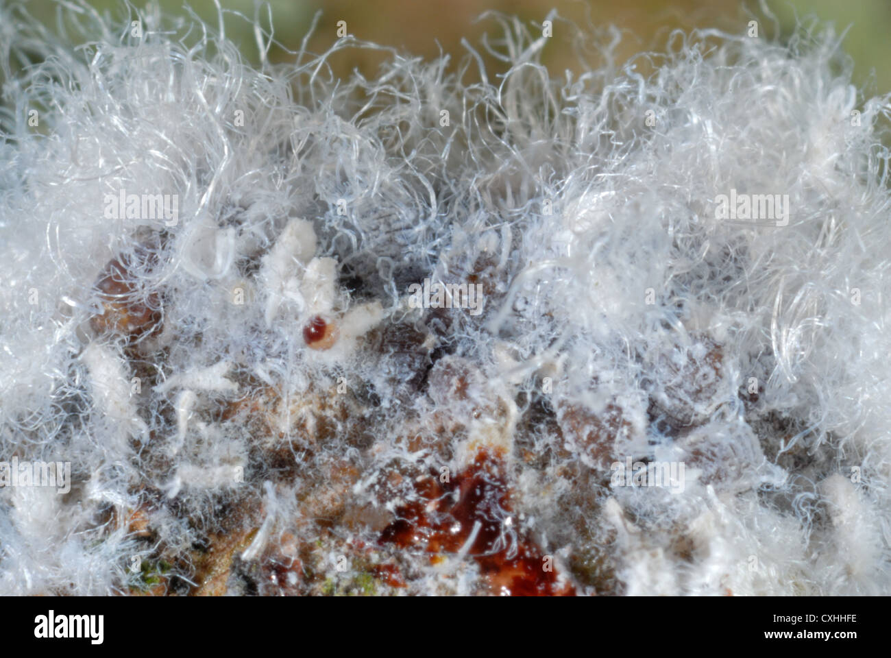 Woolly aphid Eriosoma lanigerum waxy extrusions and aphids on apple wood Stock Photo