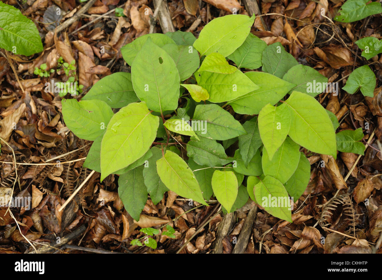 Japanese knotweed (Reynoutria japonica) regrowth of plants after herbicide application Stock Photo