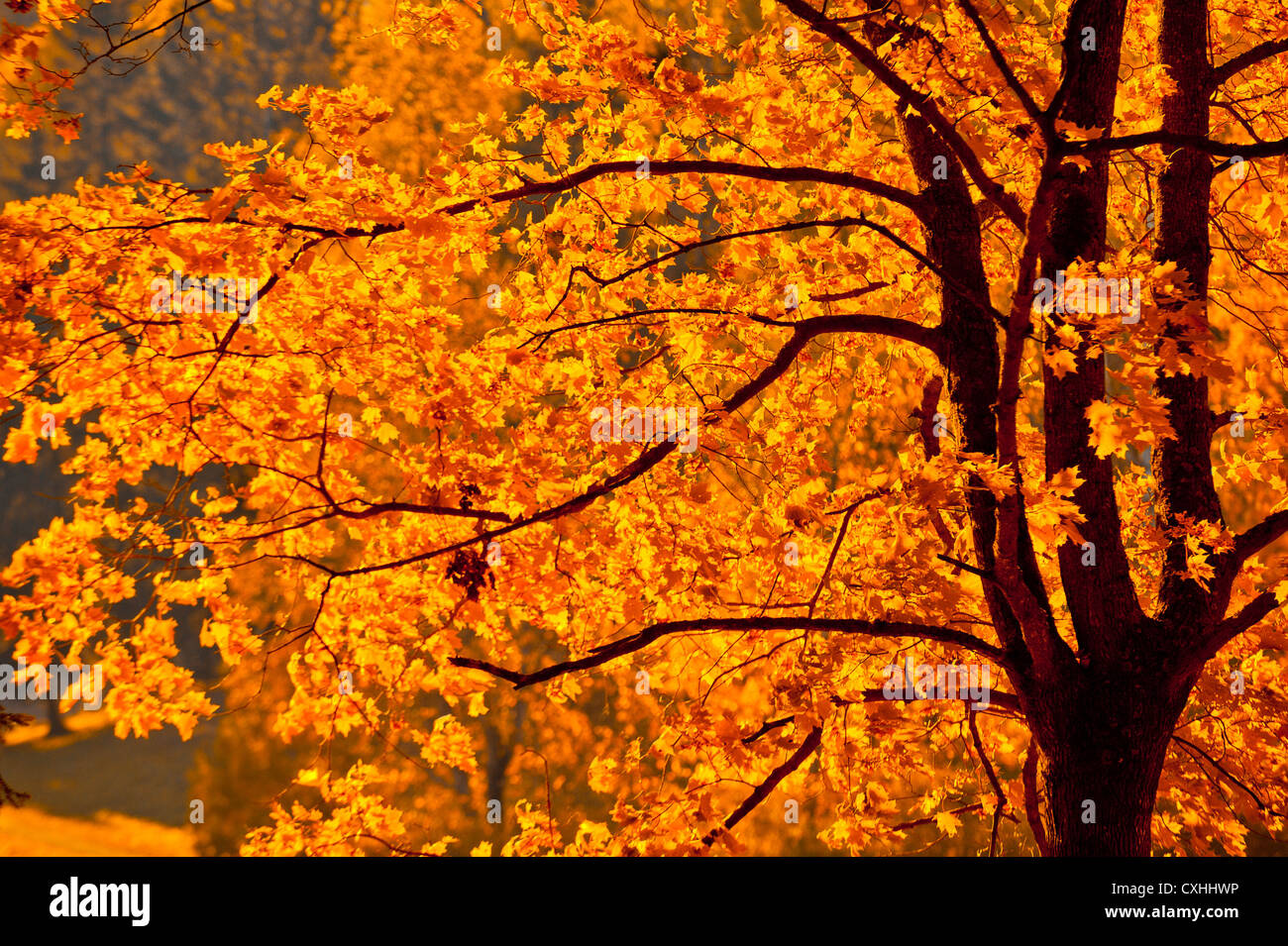 Autunm leaves hi-res stock photography and images - Alamy