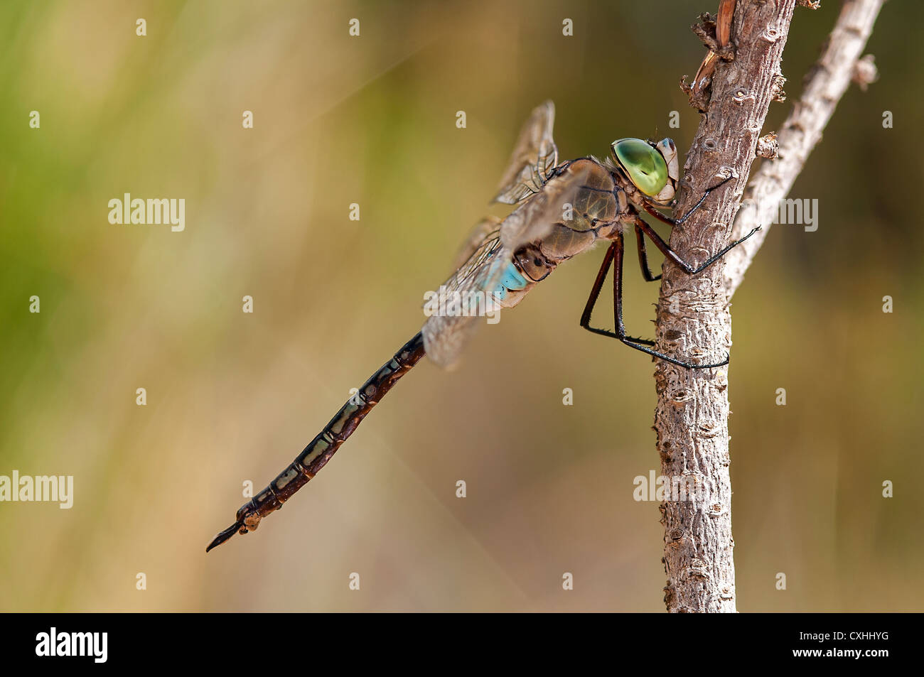 Anax parthenope, male, Sesimbra, Portugal Stock Photo - Alamy