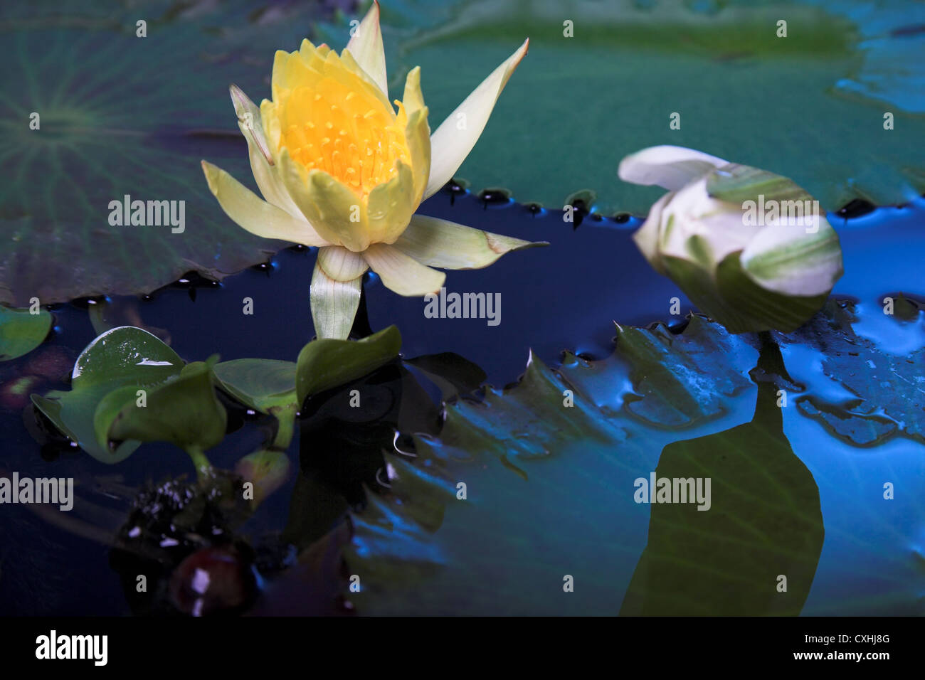 water lily flowers Stock Photo Alamy