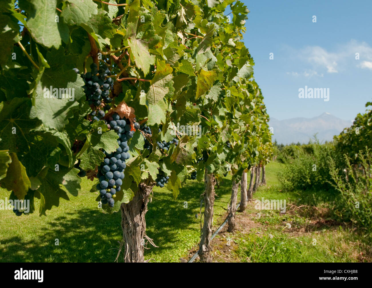 Vineyards of Mendoza, Argentina Stock Photo Alamy