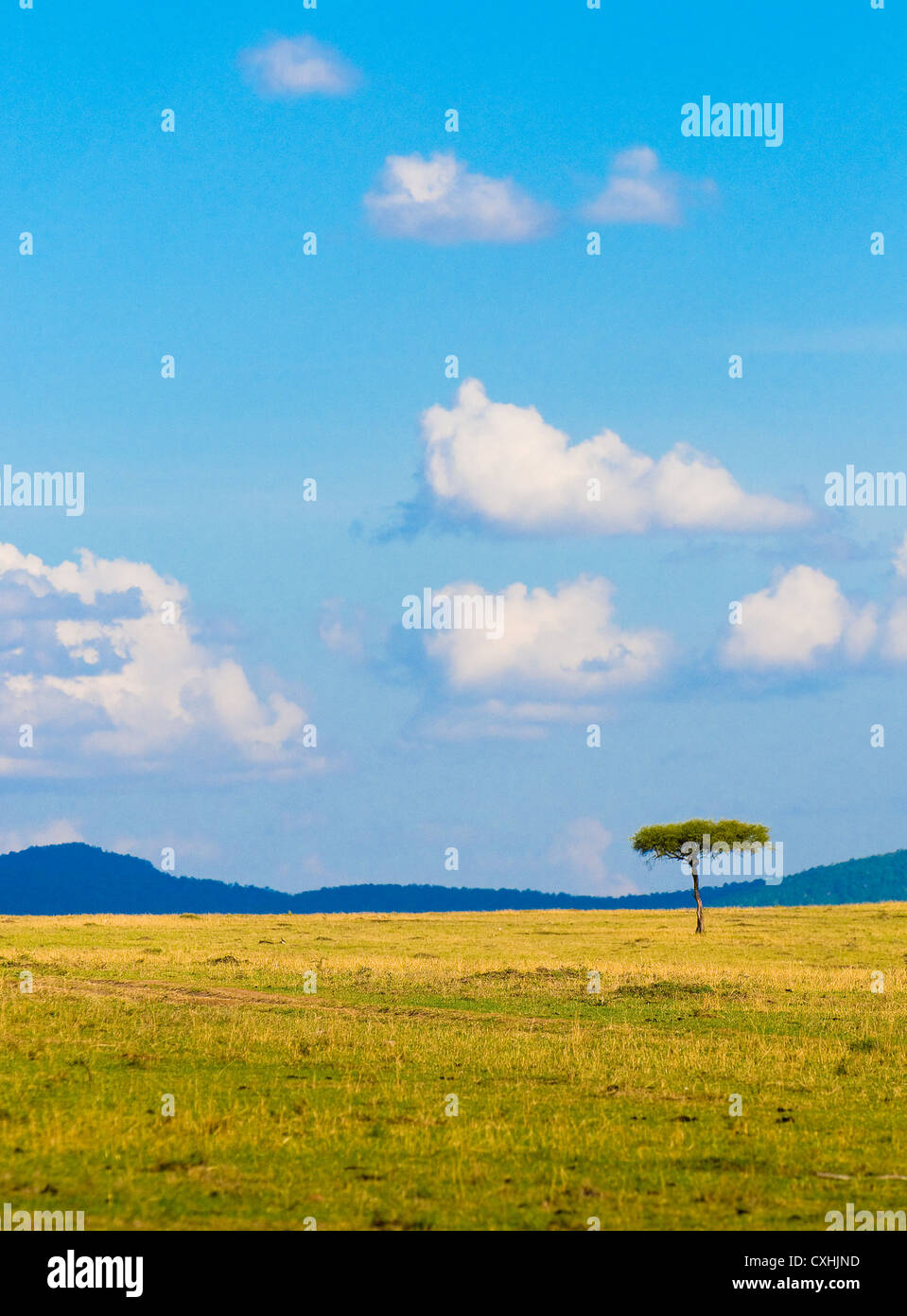 tree in savannah, typical african landscape Stock Photo Alamy