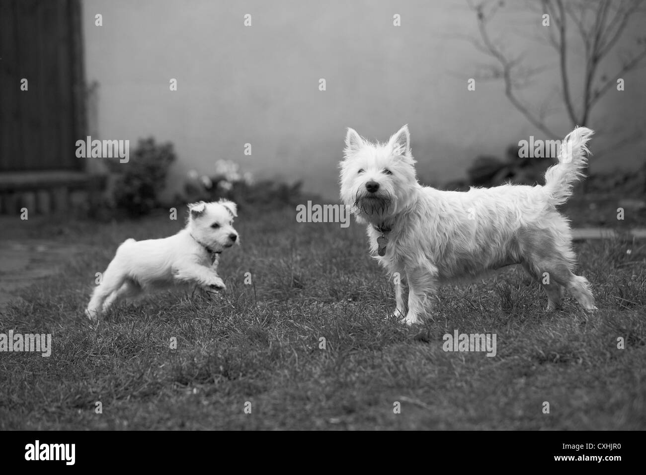 West Highland Terrier with her seven week old puppy in black and white Stock Photo