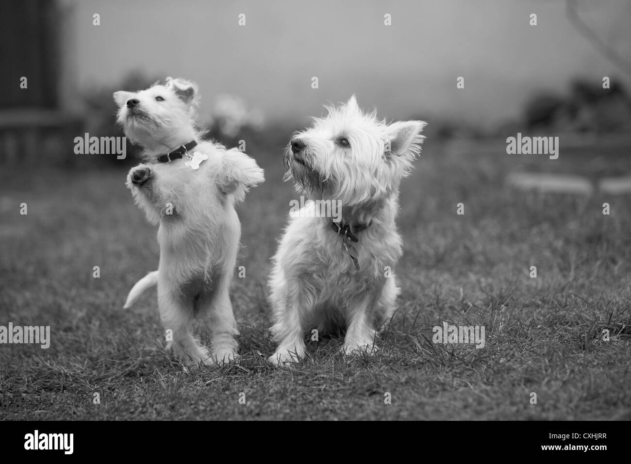 West Highland Terrier with her seven week old puppy in black and white Stock Photo