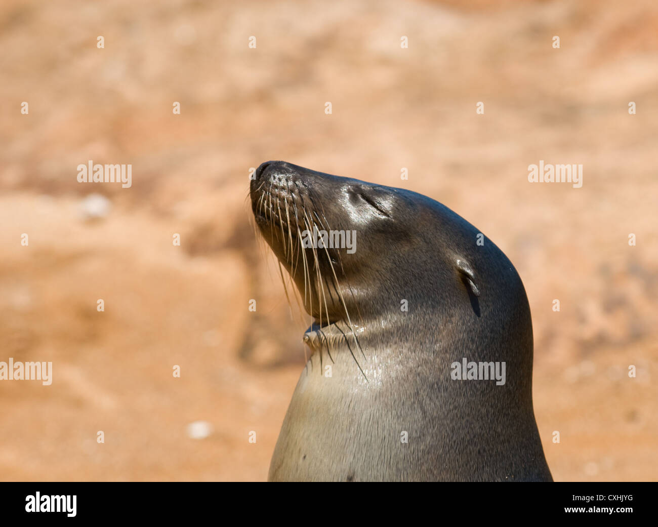 San diego sea lions hi-res stock photography and images - Alamy