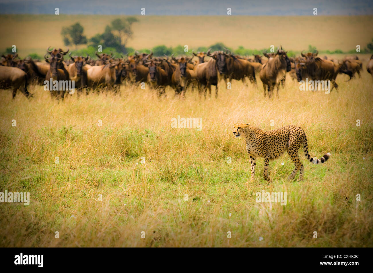 cheetah hunting Stock Photo