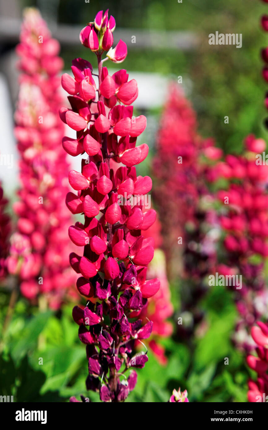 Lupine foliage hi-res stock photography and images - Alamy