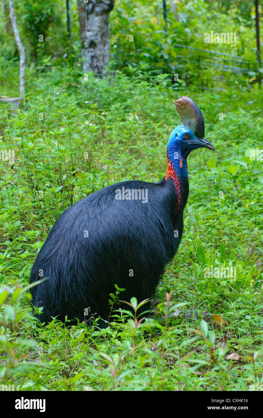 Cassowary hi-res stock photography and images - Alamy