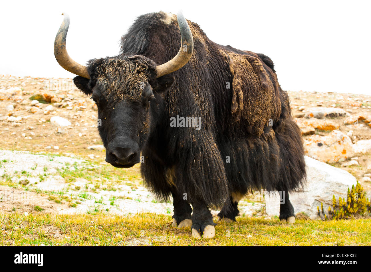 Close up wild yak in Himalaya mountains Stock Photo