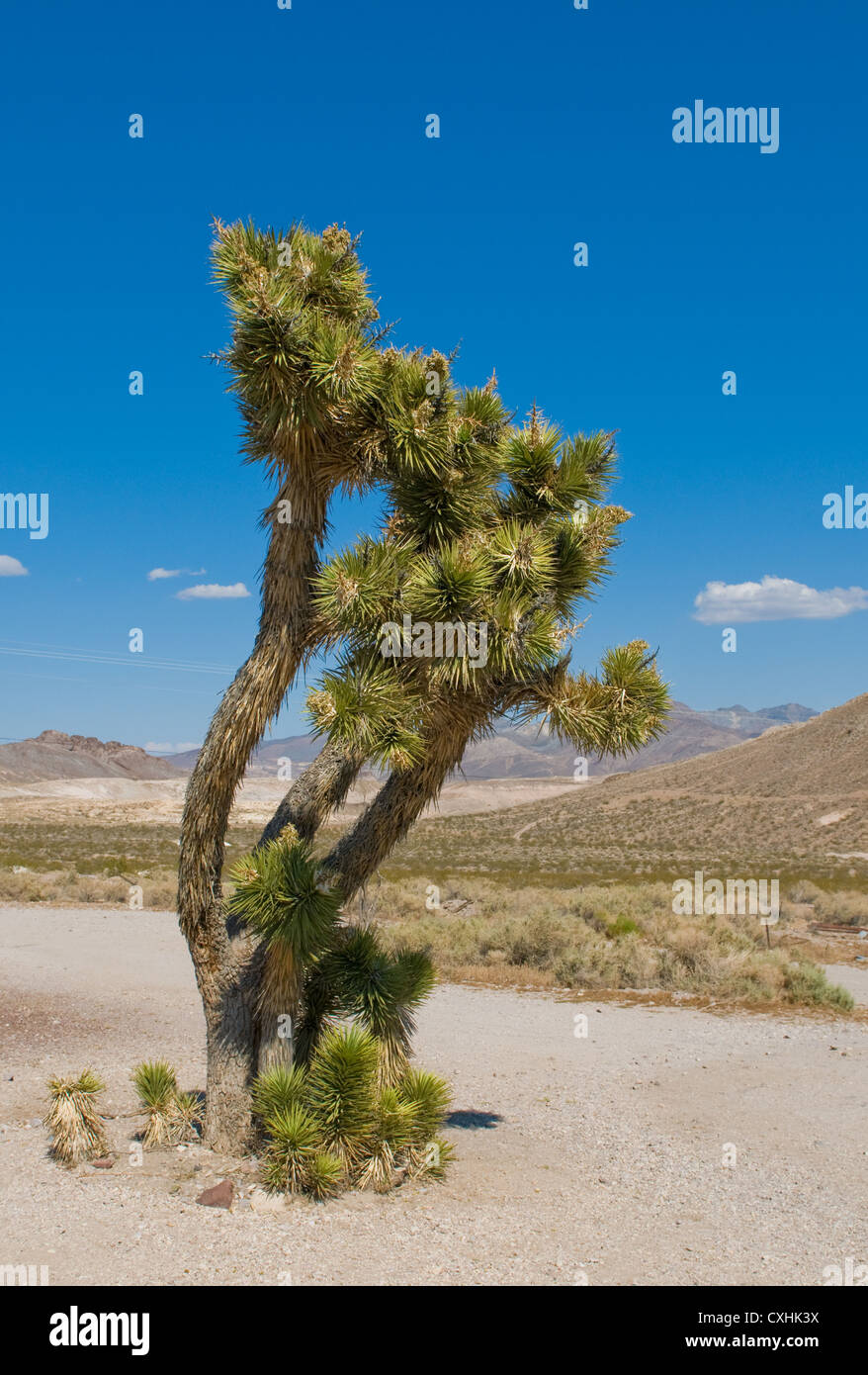 U2 joshua tree hires stock photography and images Alamy