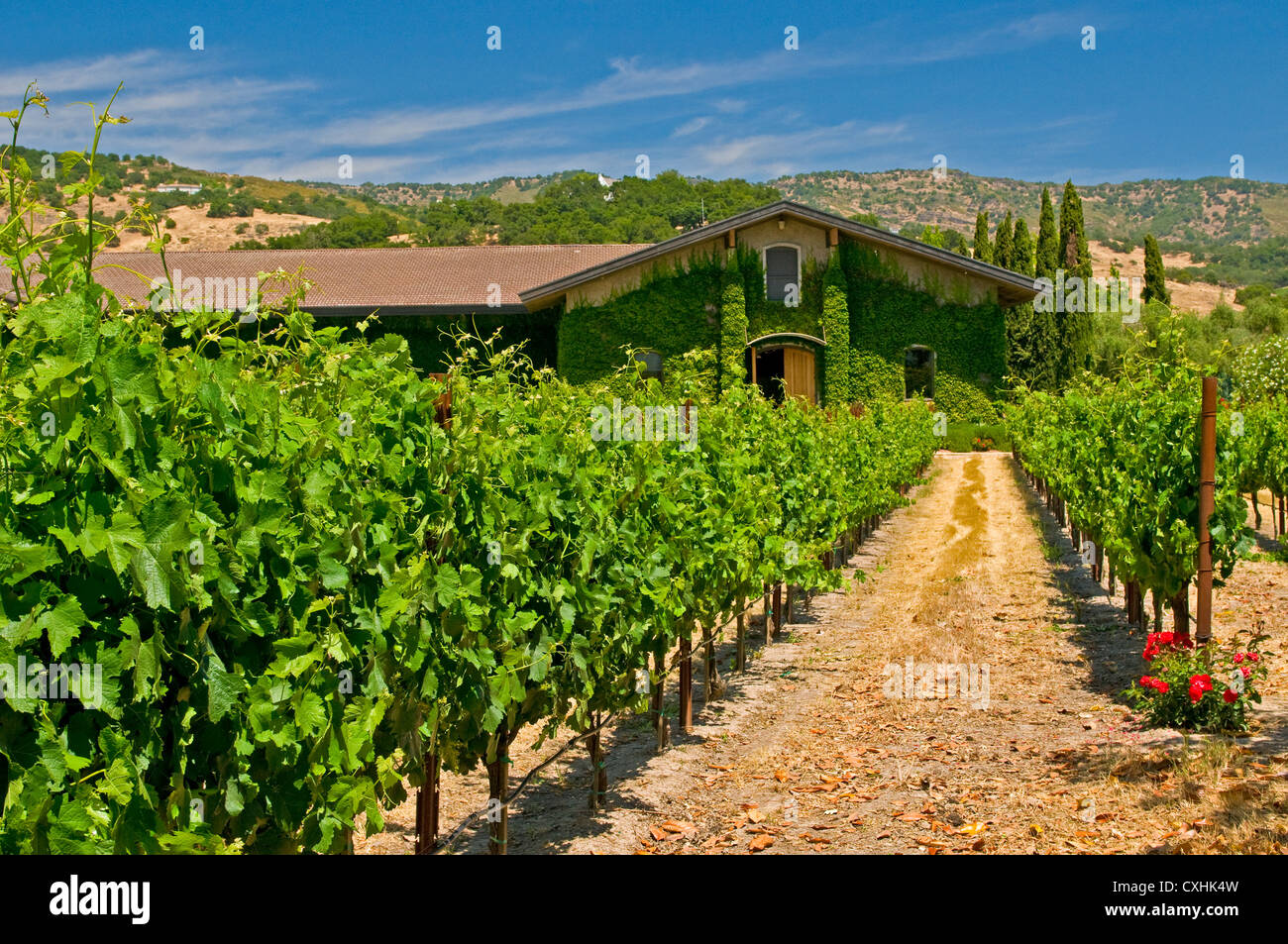 vineyards of napa valley, usa Stock Photo