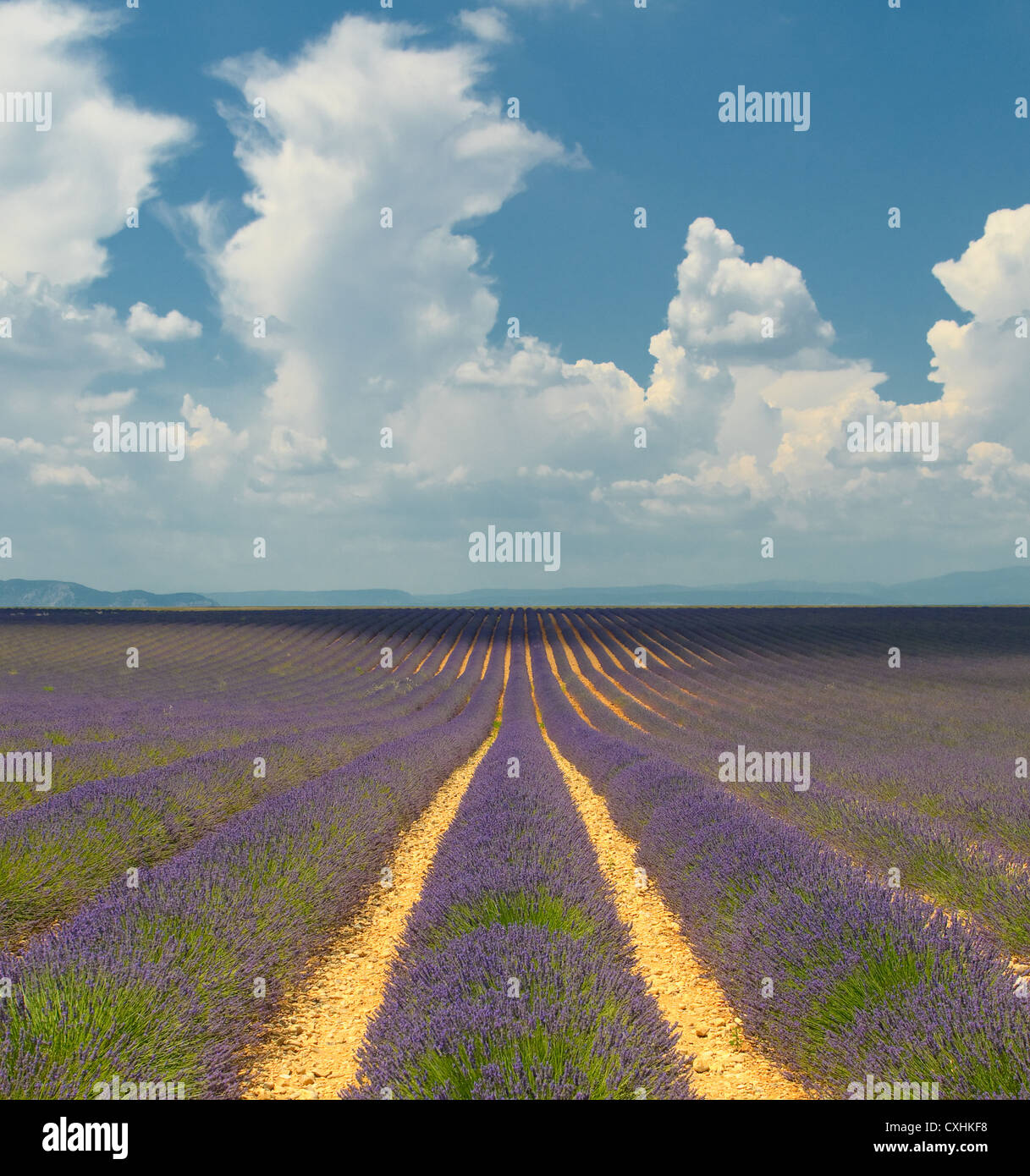 Lavender field, Provence, France Stock Photo - Alamy