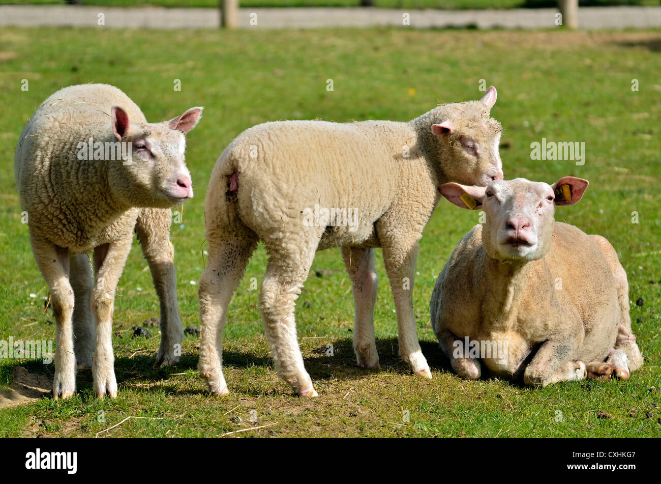 Sheep and two lambs (Ovis aries) on grass Stock Photo
