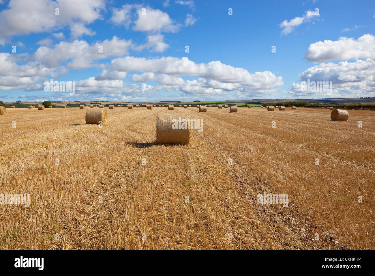 Straw bales in a stubble field under a blue sky with fluffy cloud ...