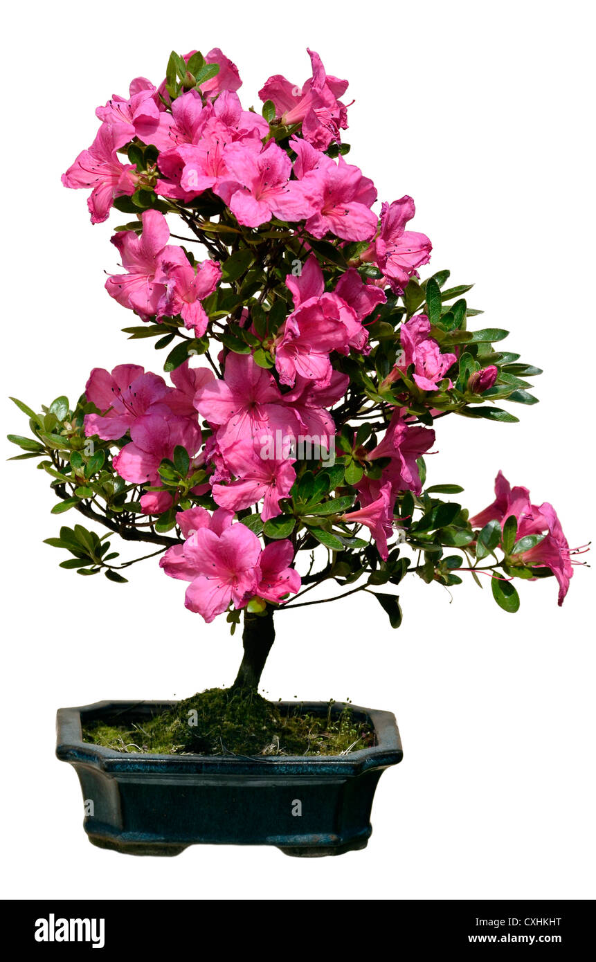 Bonsai of  pink rhododendron blooming isolated on the white background Stock Photo