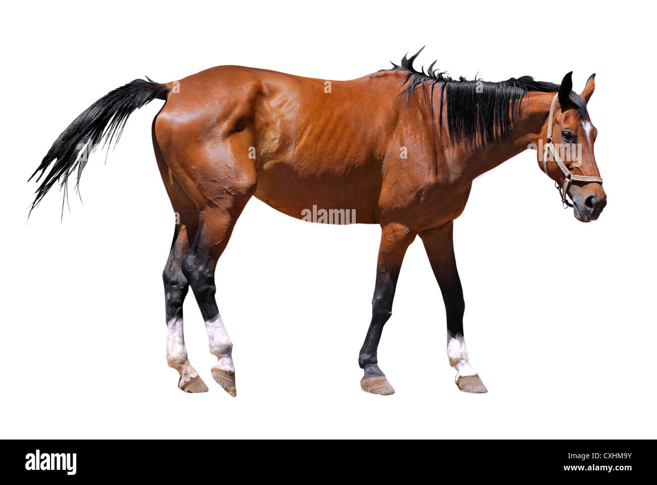 Brown horse (Equus caballus) view of profile isolated on white background Stock Photo