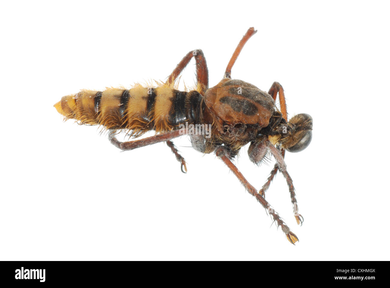 summer insect horse fly Stock Photo - Alamy