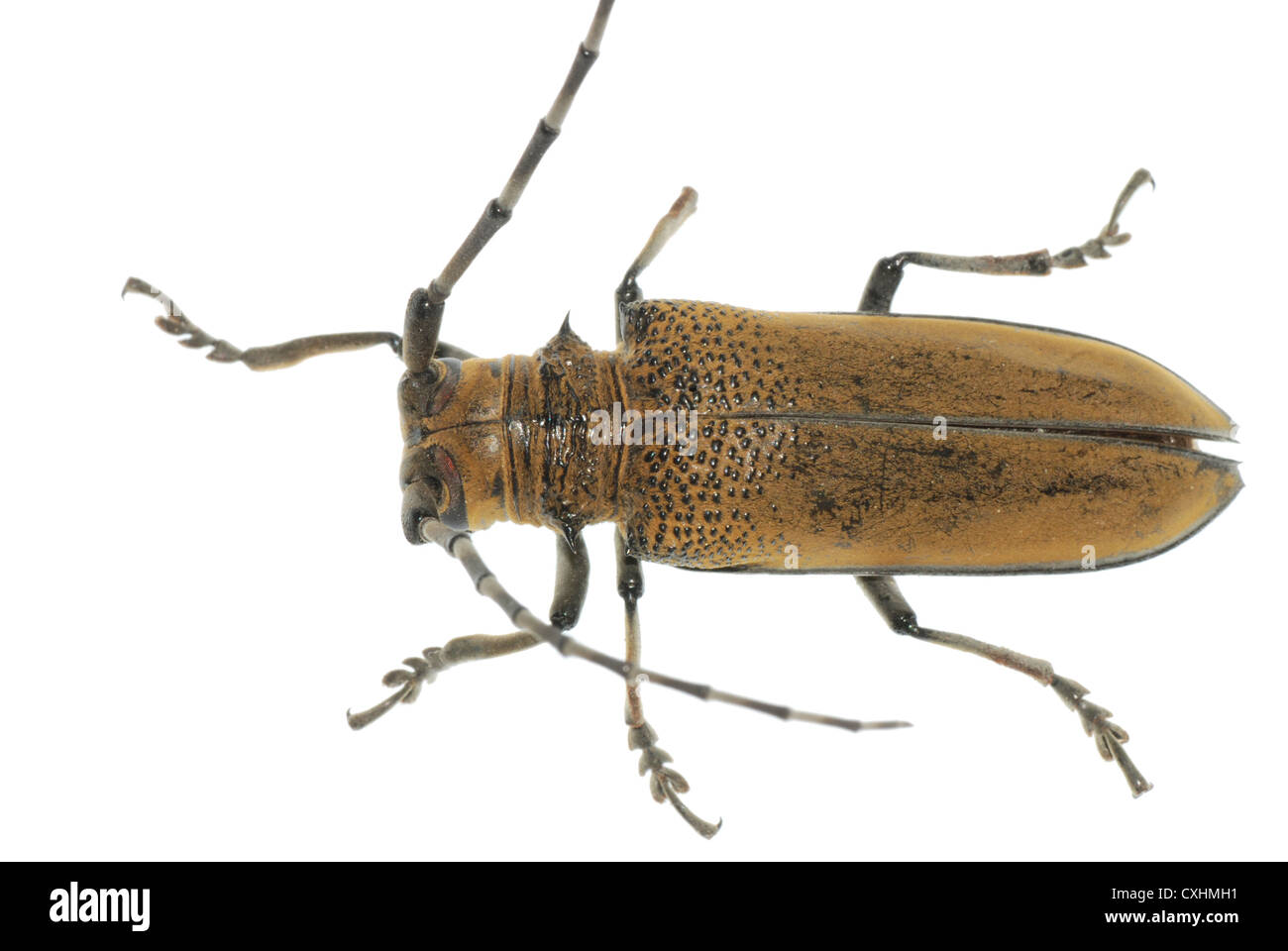 insect mulberry borer beetle Stock Photo
