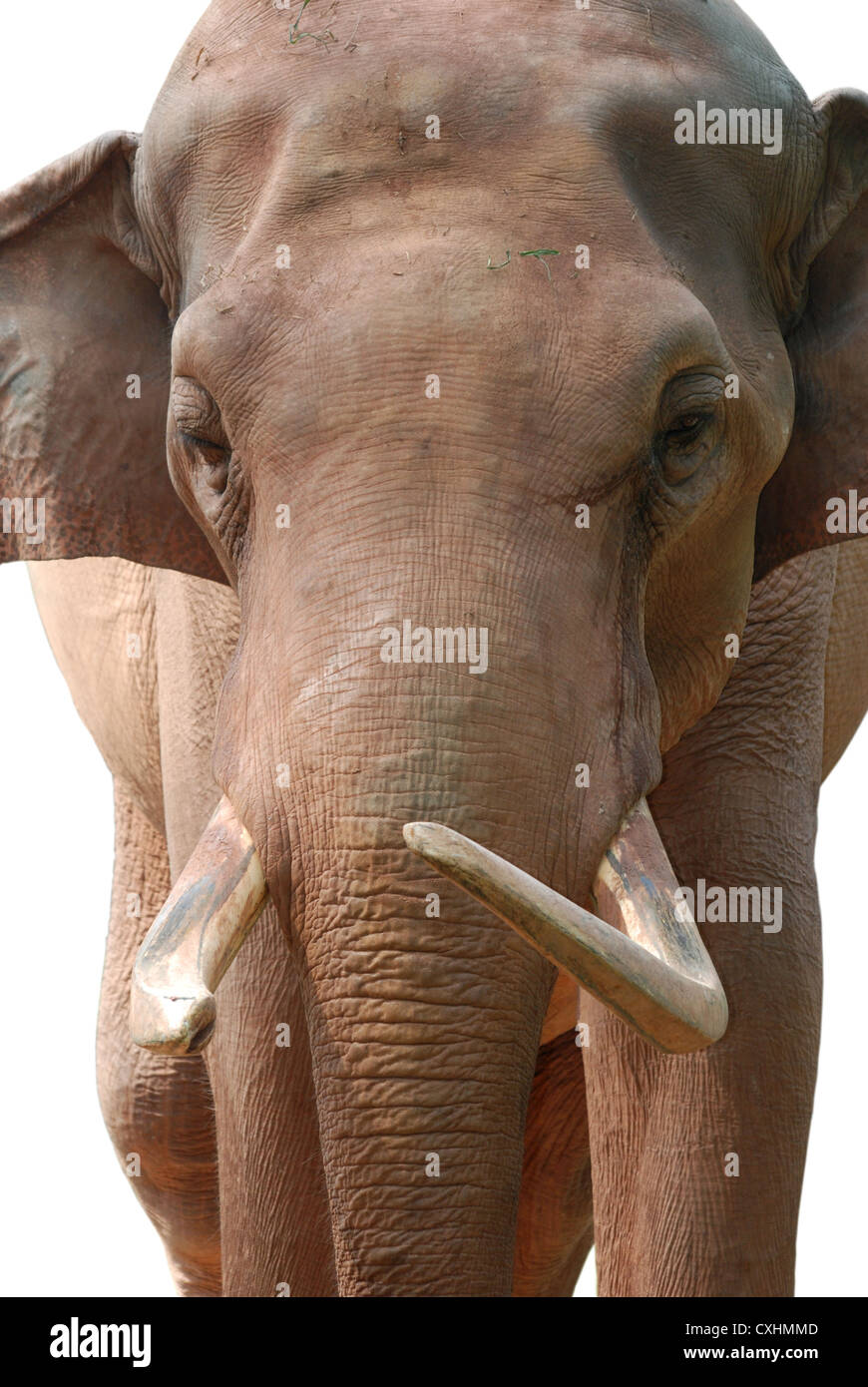 animal elephant head Stock Photo - Alamy