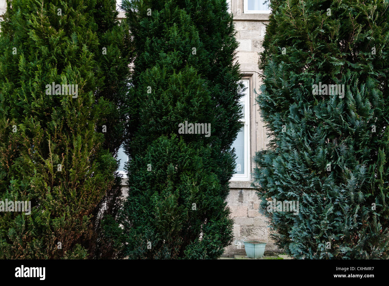 Property obscured by evergreen trees in Clarkston, Glasgow Stock Photo
