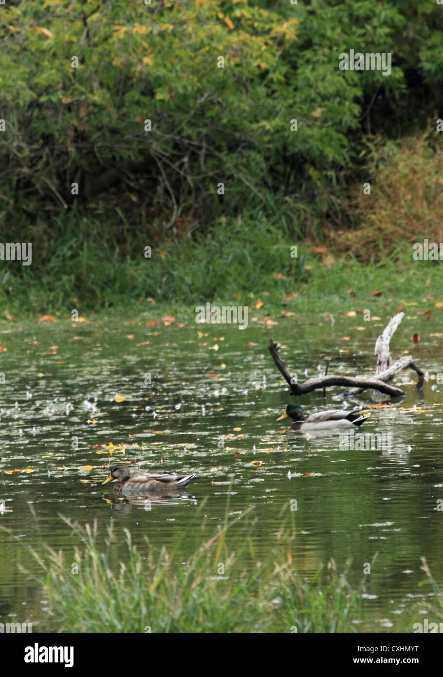 Two drake mallard ducks in a still pond by a snag. Stock Photo