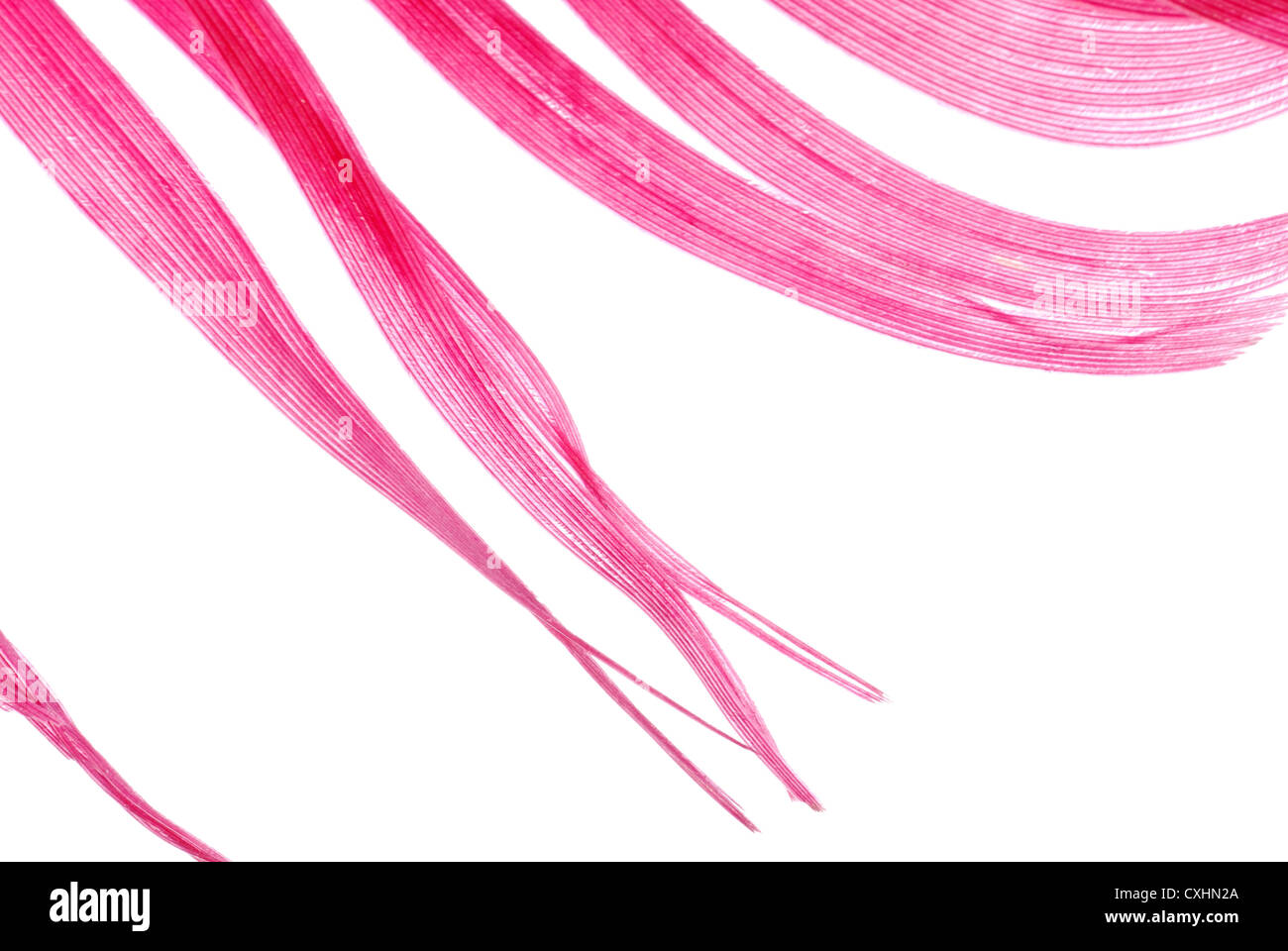 Red plumage feather hi-res stock photography and images - Alamy