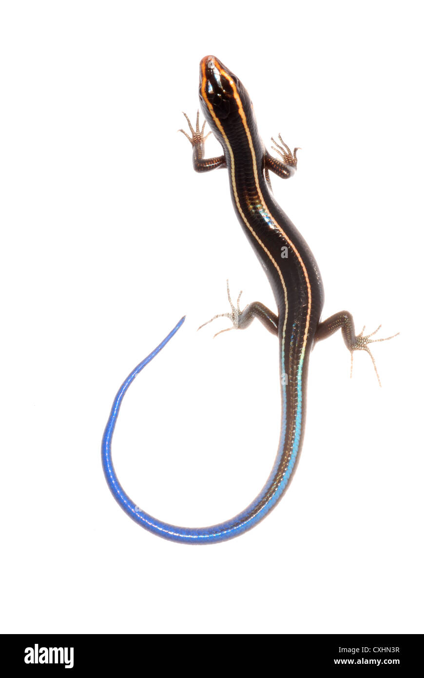 blue tail skink lizard Stock Photo Alamy
