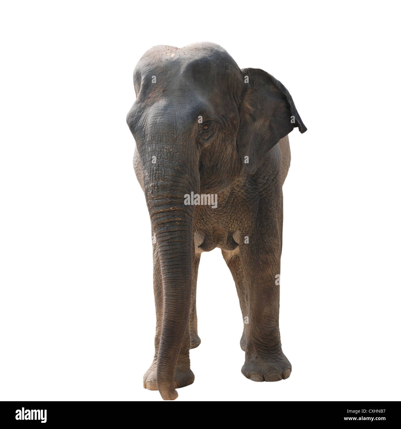 wild animal elephant isolated on white Stock Photo