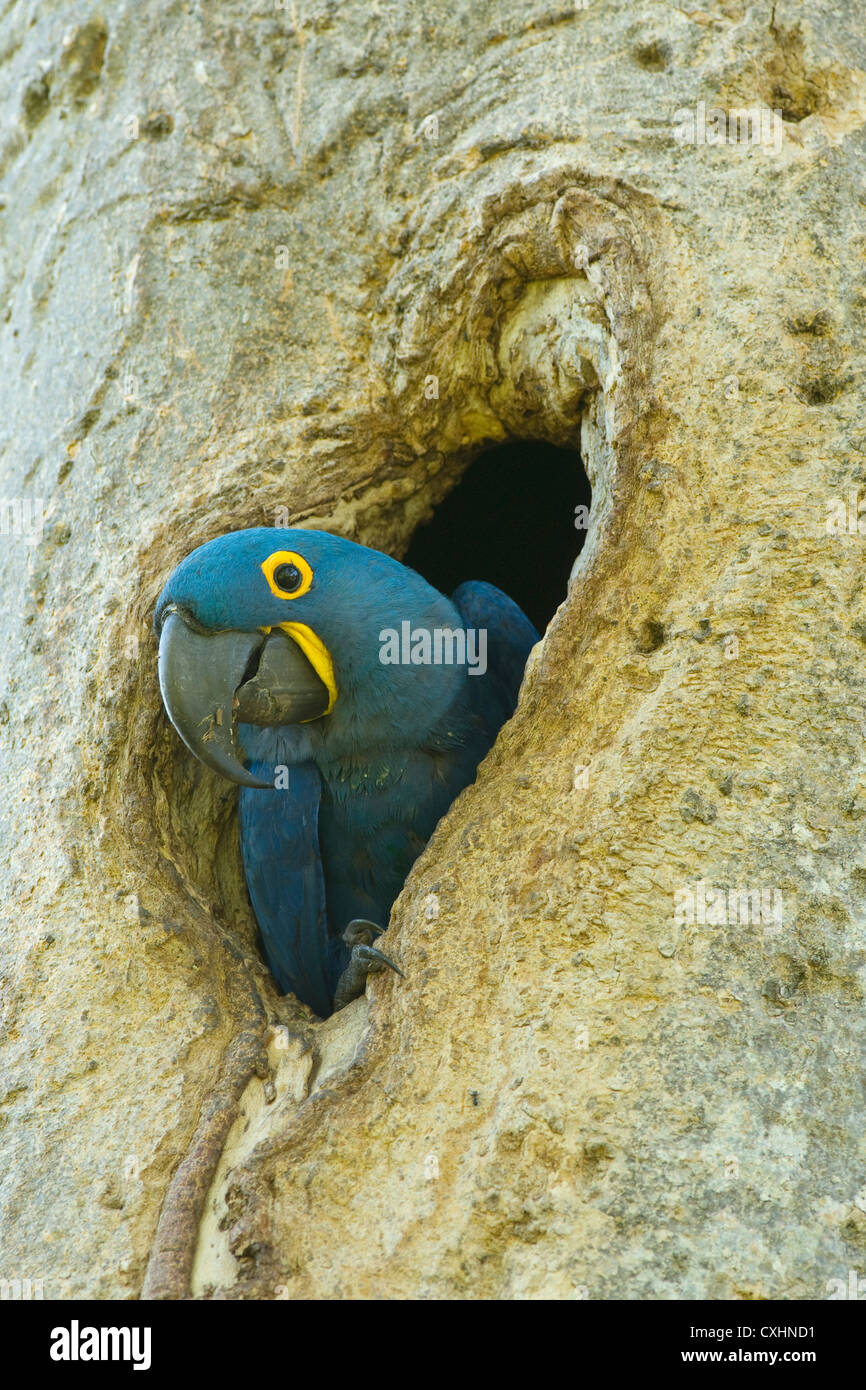 Hyacinth Macaw (Anodorhynchus hyacinthinus) in nesting hole, Pantanal, Brazil Stock Photo