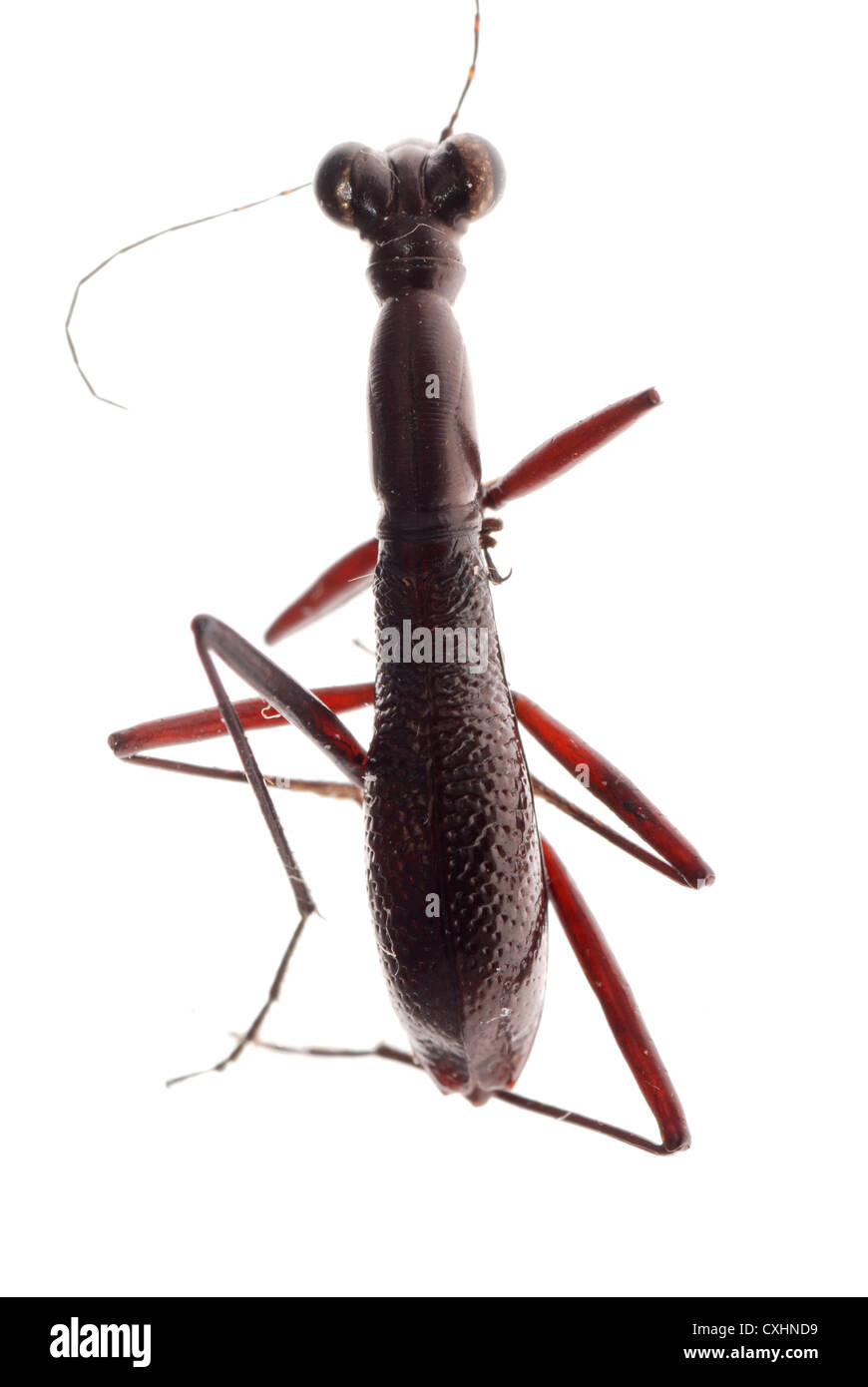 ant mimic beetle Stock Photo