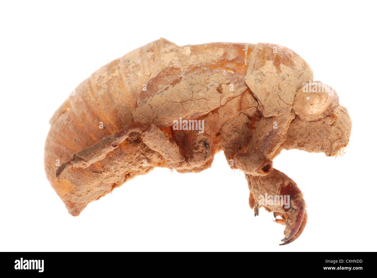 cicada molt isolated Stock Photo