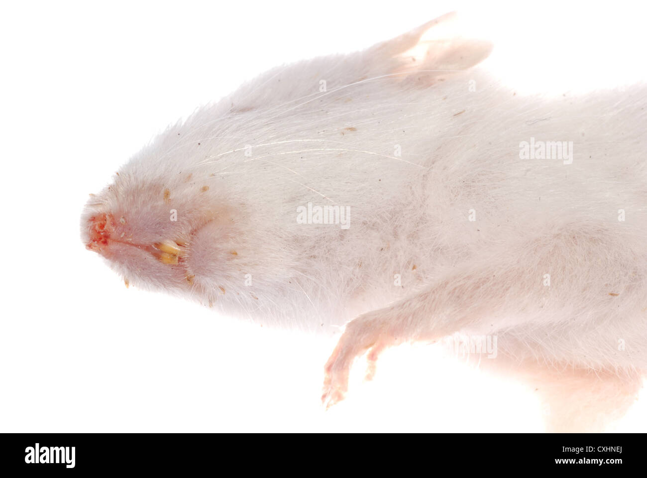 rat tooth detail Stock Photo - Alamy
